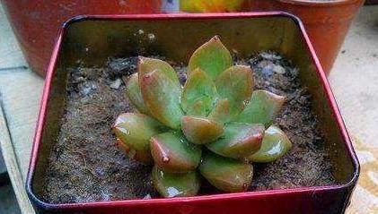 养花|除了花盆之外,这些东西也是绝佳的养花神器,你用过吗?