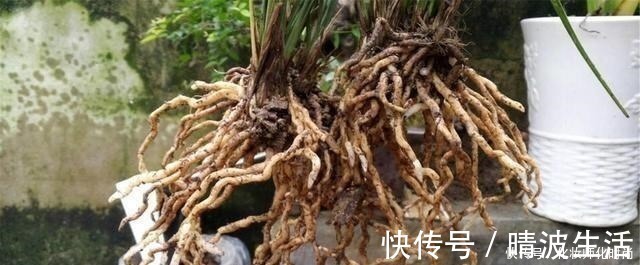 兰花|养兰花就一点,养好根就长得旺,其中配土、施肥是重点