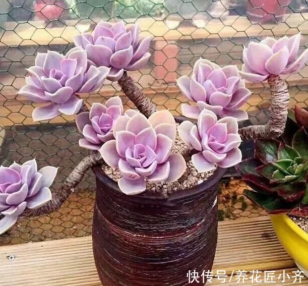 肥料|想要养好多肉,不要盲目“做傻事”,新手要避免掉,就能少踩坑