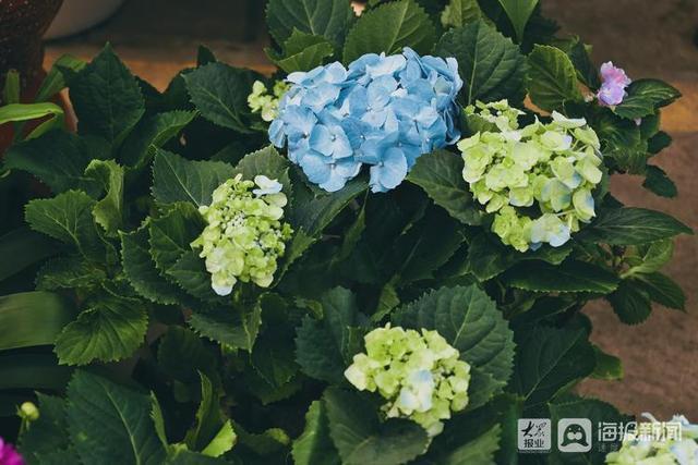 年宵花市场开始备货蝴蝶兰仙客来20-50元盆受市民青睐