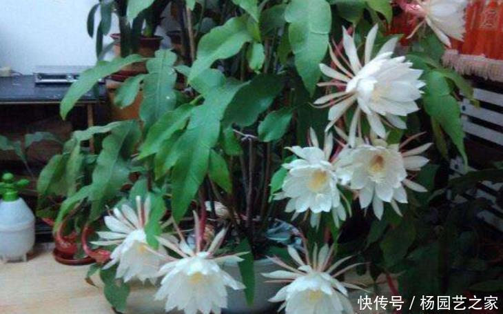  新叶|昙花一直不开花？冬季做好“1多1少”，春季新叶多，夏季开不停