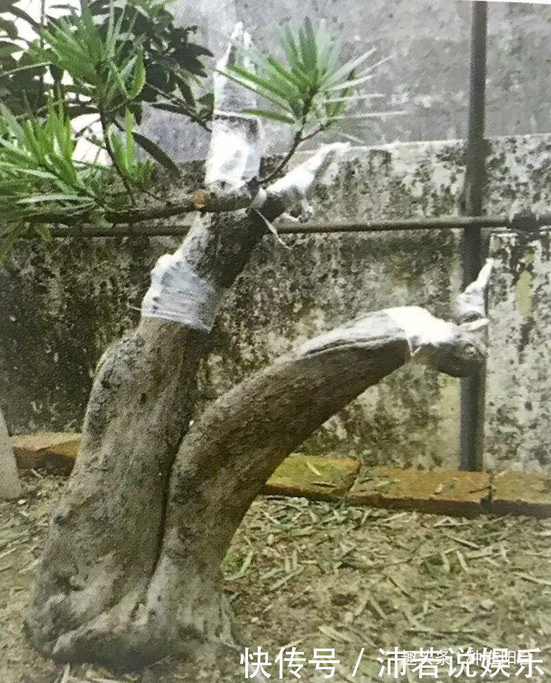 罗汉松芽|罗汉松芽接案例分享,台长教你玩出别出心裁的岭南盆景!