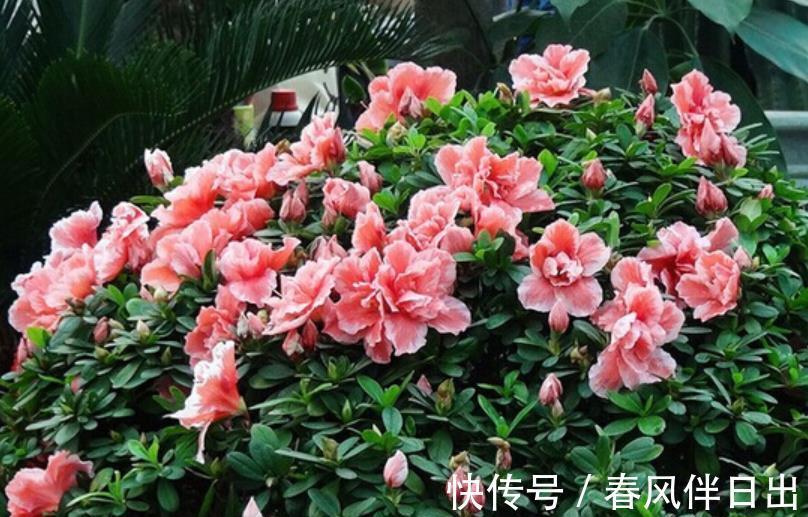 花友|公认难养的3种花,老花匠都不敢轻易入手,新手花友要慎养