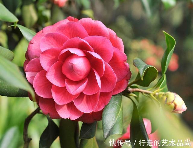 枝条|现在开始,2种花不能修剪,否则秋天见叶不见花!