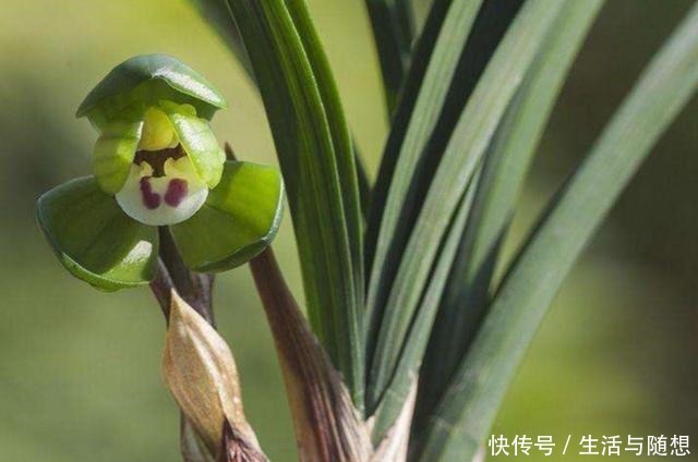 养兰新手必知,要便兰花多发苗、发壮苗,“这个动作”不可不做!