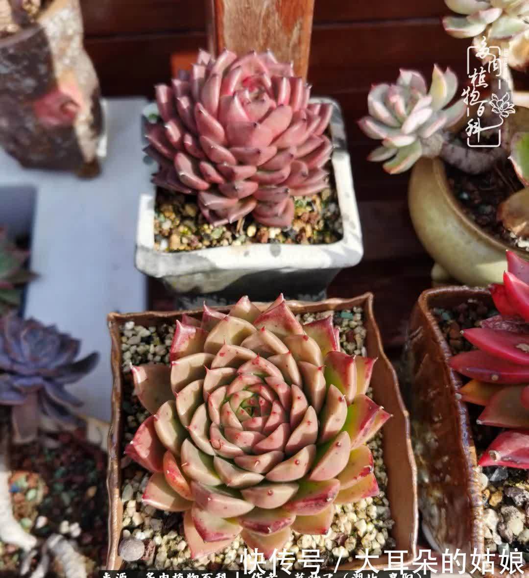 春暖花开,万物复苏,多肉迎来最美时光!