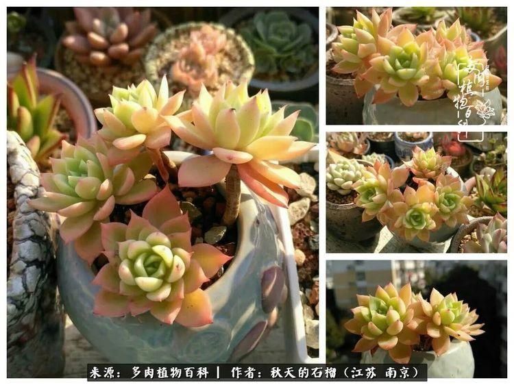 渡劫归来的肉肉,谁是谁的前世,谁又成了谁的今生