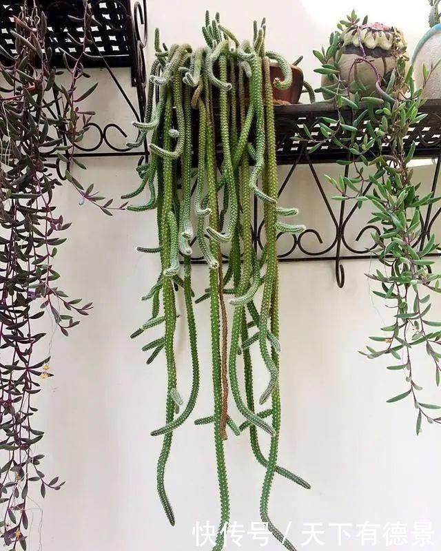 3种多肉很好养,被花友称“热不死”,太阳一晒就“很美”