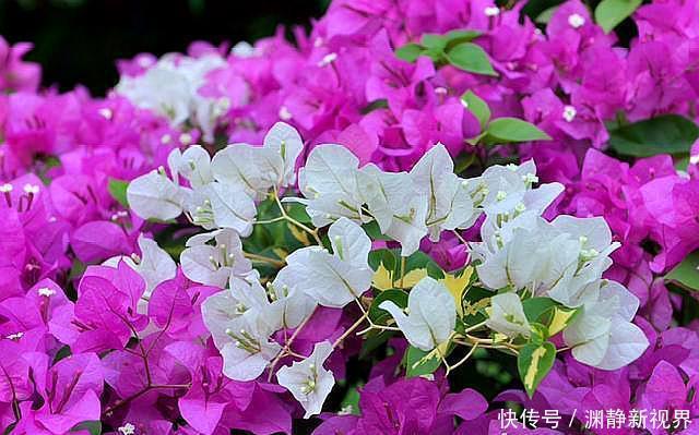 干枯|三角梅叶片干枯,原因就在“根”上,改正“2点”,问题解决!