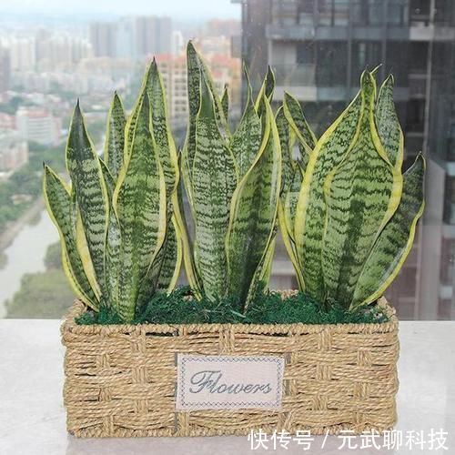 花生仁|养虎皮兰，时常忧虑黄叶、生长迟缓问题，就经常喂点它们吧