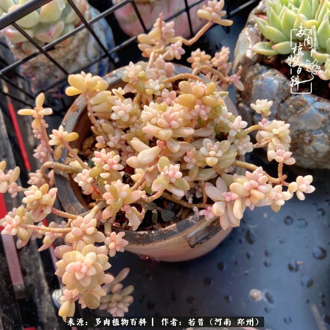 迷你小院儿，种满多肉、花草和蔬果，沉醉在自己的世外桃源！