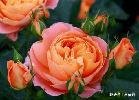 月季不开花2招搞定，花朵鲜艳好看，一茬接一茬