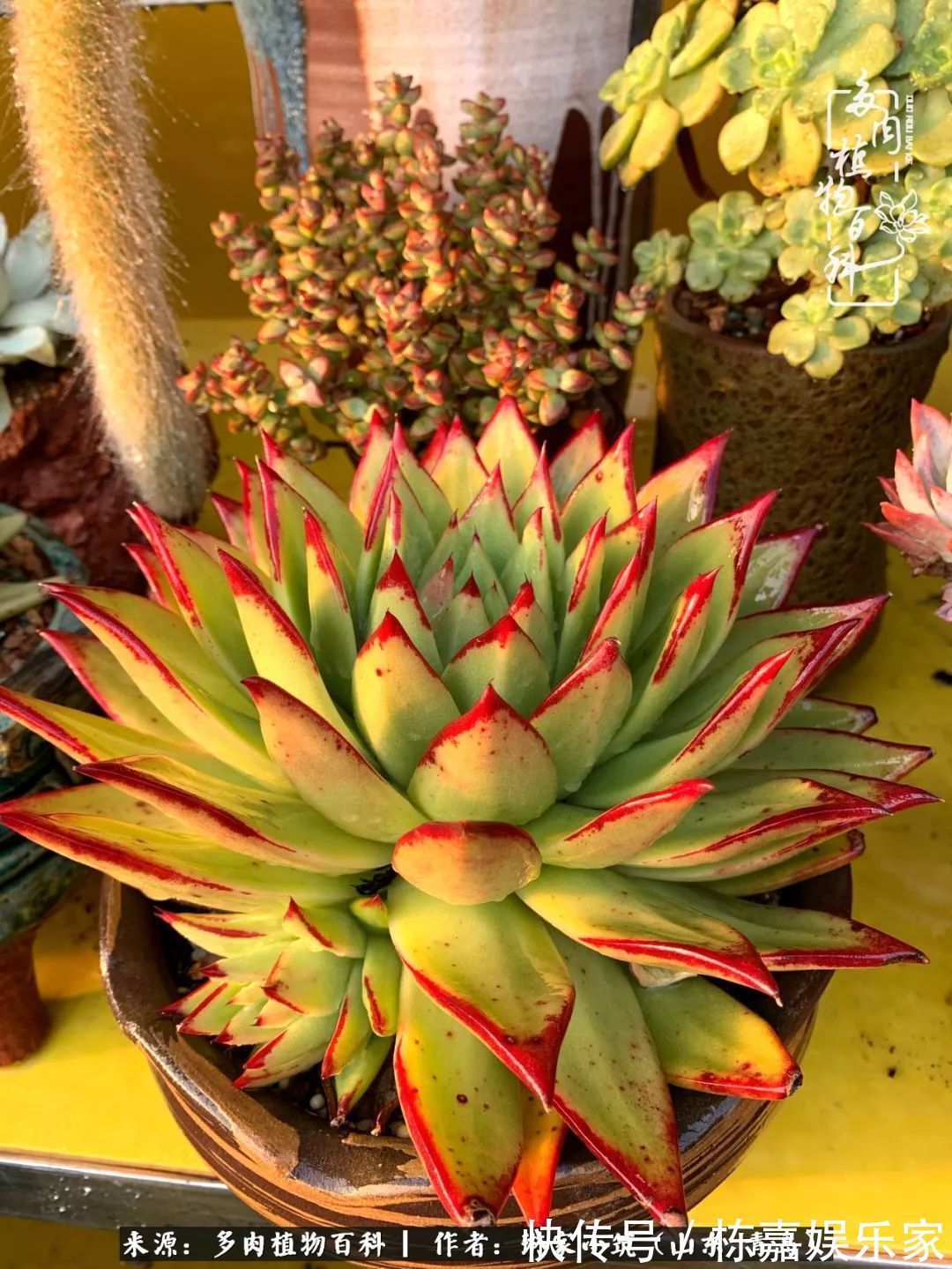 大棚|多肉住进暖棚,坦然越冬,放肆浇水,这个冬天有点甜!