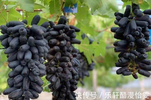 空地|家中有空地，此树种2棵，甘甜可口，比桃子梨好吃，种植简单易活