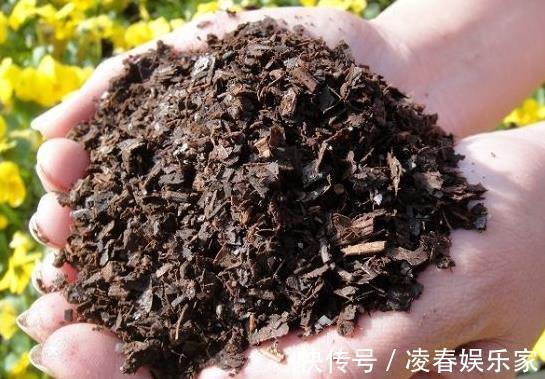 养花|养花不用买“土”,出门捡1麻袋“它”,用来养花,根系呼呼长!
