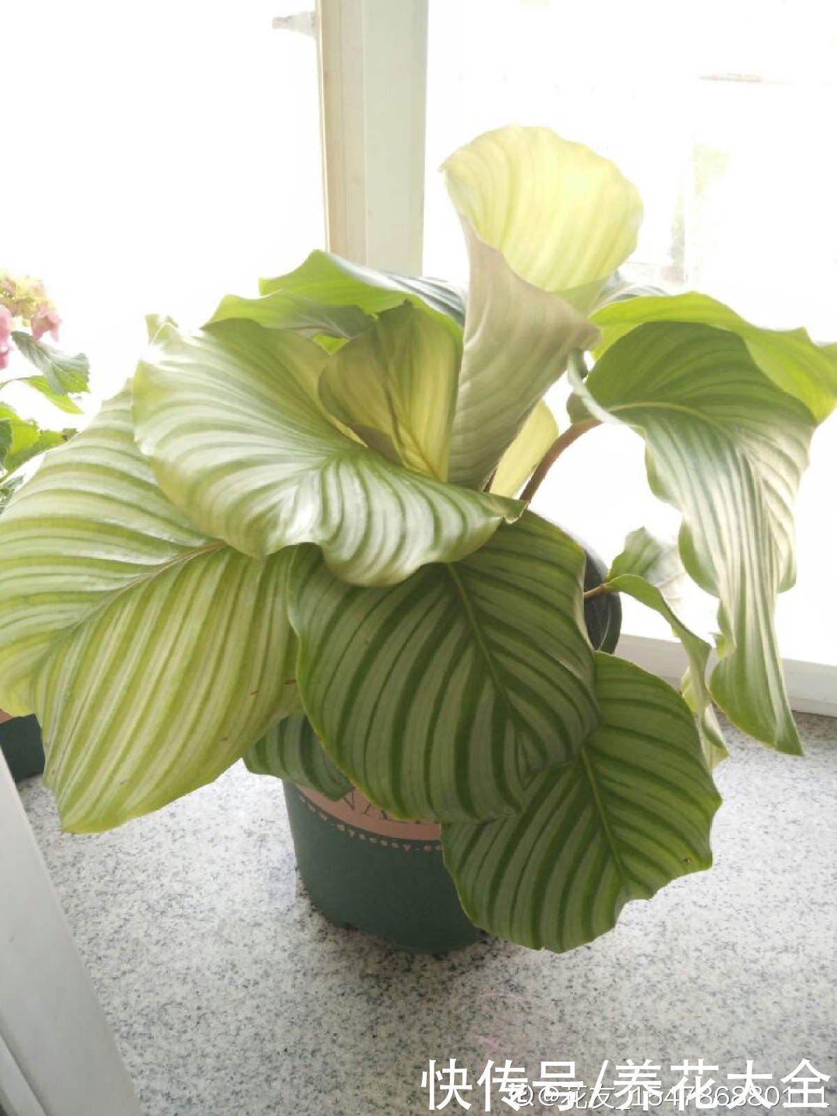 花花|最像青苹果的绿植，这5步做好，打造室内“青苹果乐园”