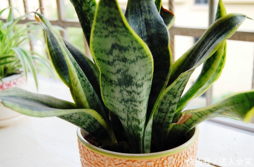侧芽|学2招,让不爱出芽的虎皮兰接二连三地往外冒新芽吧!
