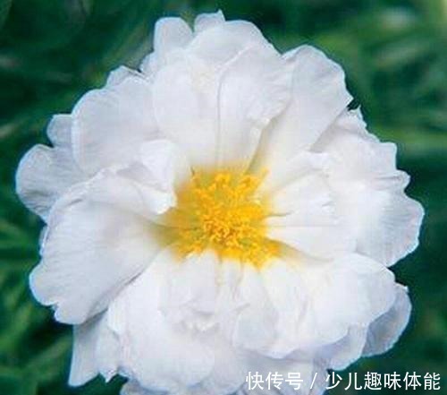 枝条|当太阳花升级成“重瓣花”,照样是开花机器,一根枝条就是一盆花!