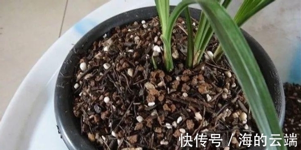 君子兰萎靡不振该怎么办?用完这3样肥料,植株马上变精神