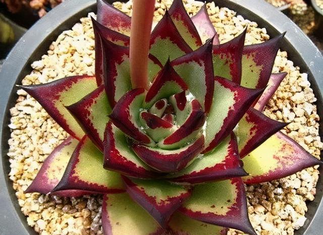 冬季乌木该怎么养,把这四点做好,绿叶变黑叶,傲气十足