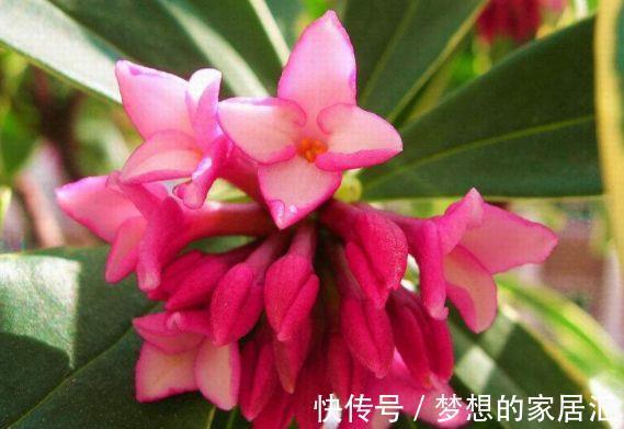 繁星花繁星花|从8月23日开始，家养此款花卉，开花惊艳，丢到阳台