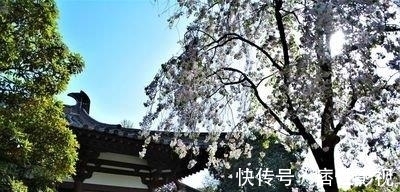 青龙寺|青龙寺：西安一座“樱花寺庙”，向你展示曾经的大唐盛世