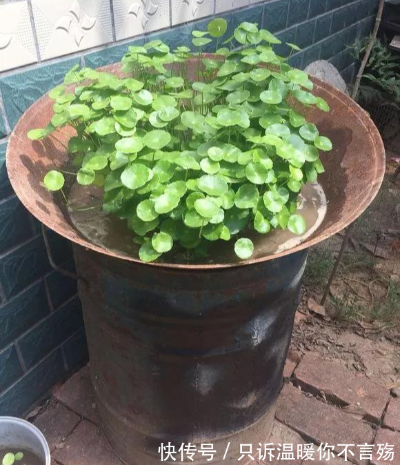 钱多多|养花技巧铜钱草养在这,7天就爆盆,叶子长成巴掌大!