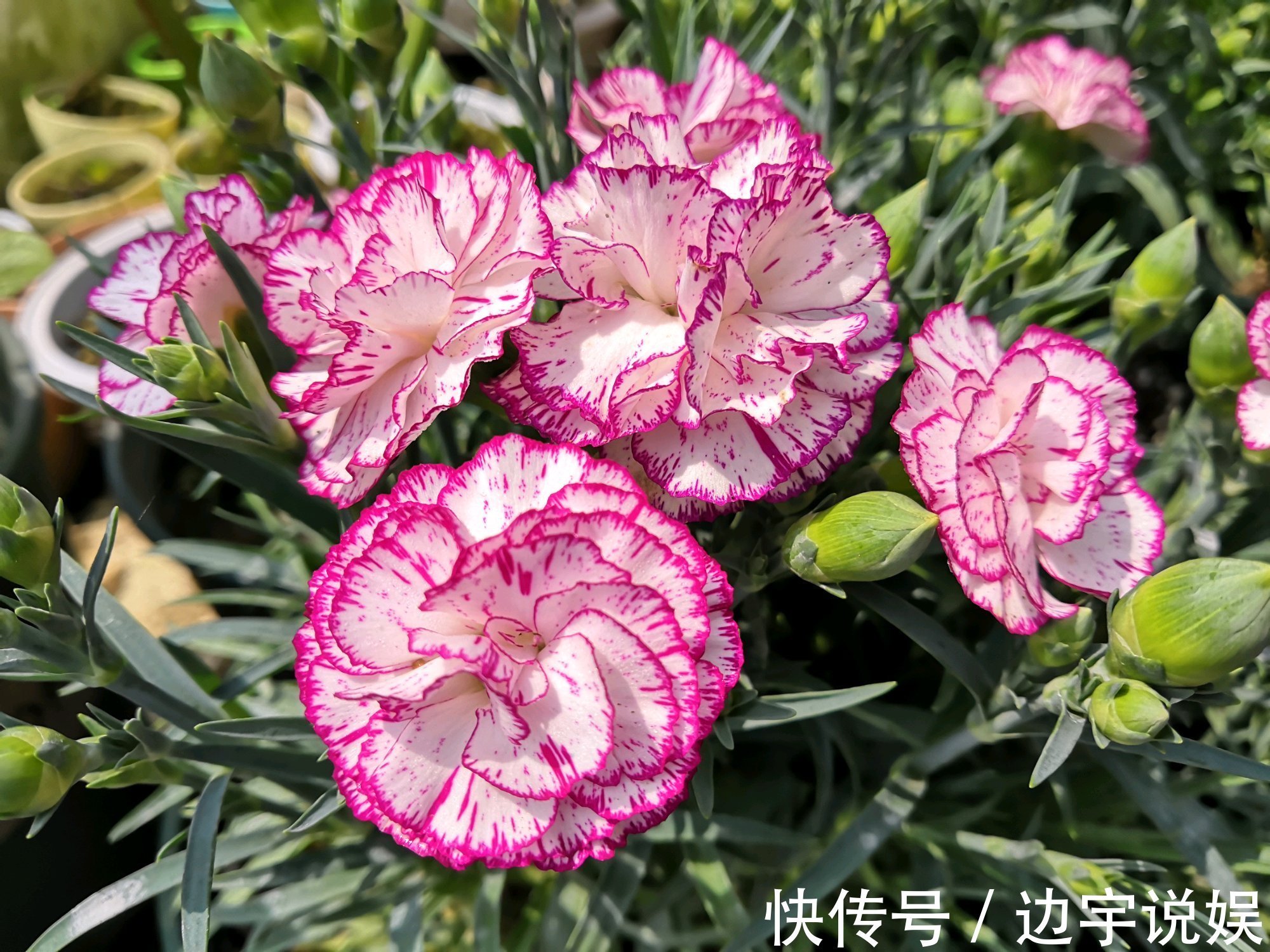 一种被低估的盆栽,花期超半年,漂亮又芳香,栽培容易,值得入手