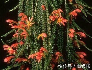 3种多肉“吊兰”,漂亮又好养,一年能开300多天,开成瀑布,特美