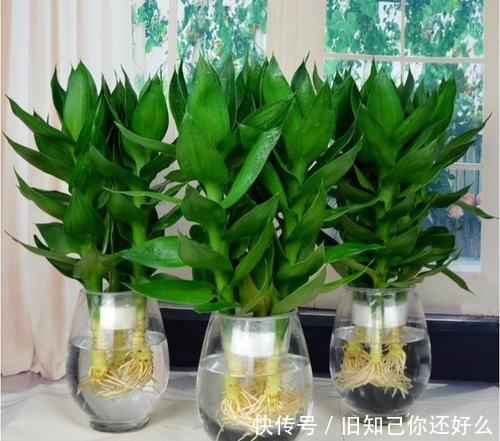 养花|家里养富贵竹,教你1招,不黄叶、生根快,还能开出花!