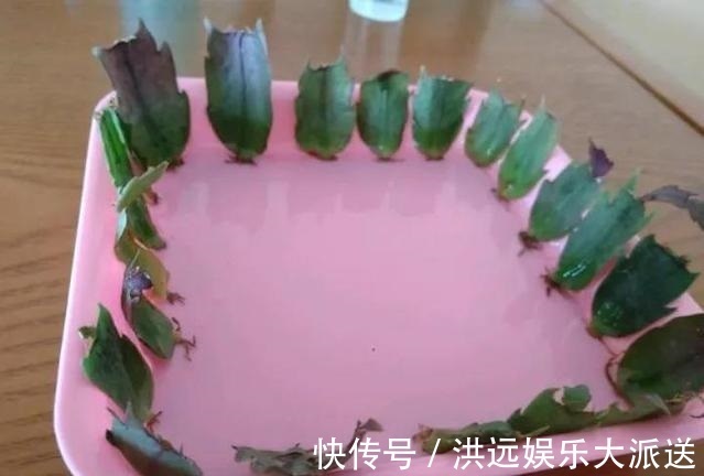 生根|4种花现在扦插,枝条扔土里“生根快”,当年开花,变成养花大户