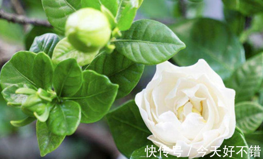 三种花盛开时香气四溢,夏天都是盛花期,轻松打造阳台庭院