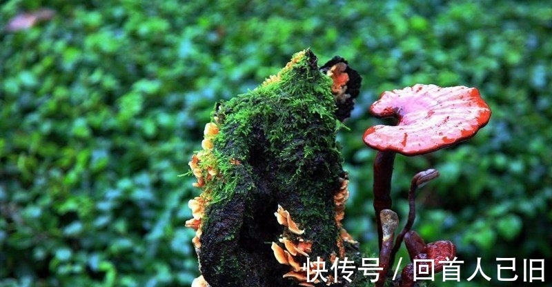 梓醇|中风的“罪魁祸首”是血栓, 记牢两个字血栓不上身