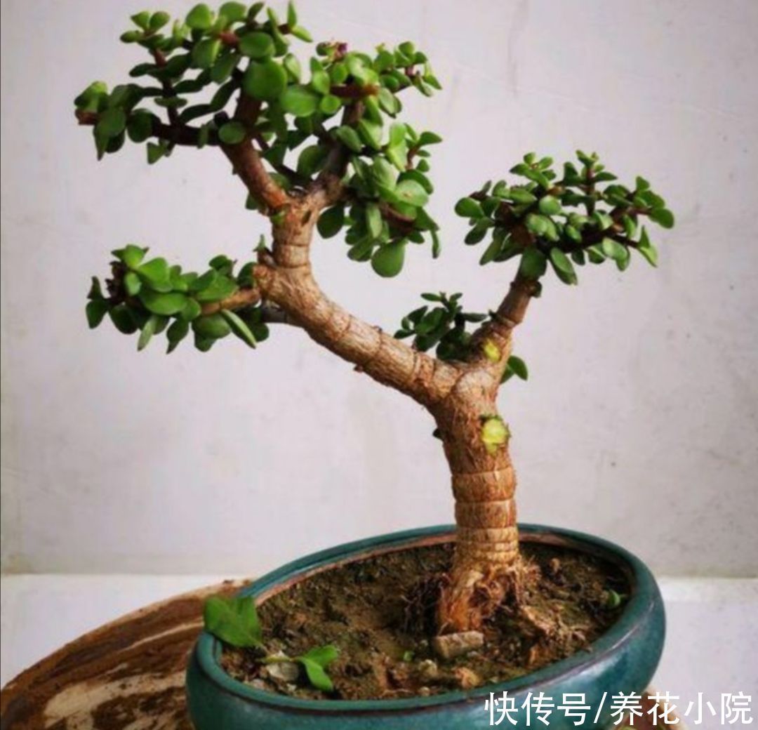 浇水|养金枝玉叶,枝条舍不得修剪,株型散乱,长得慢