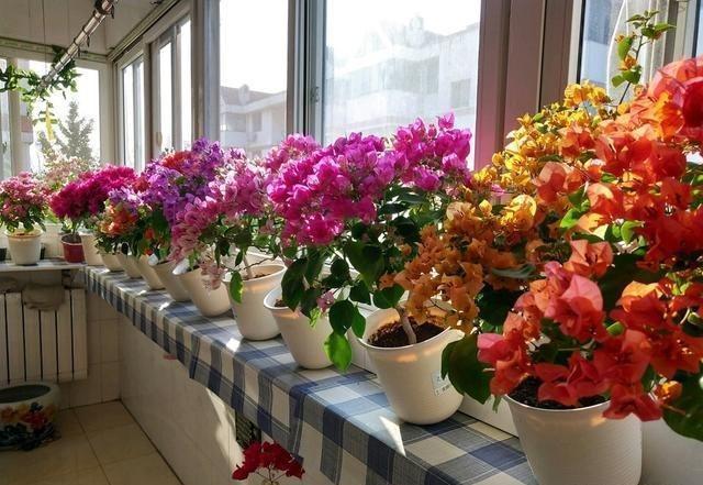 老师傅养三角梅有心得,每次花败直接修剪,年年开花爆盆