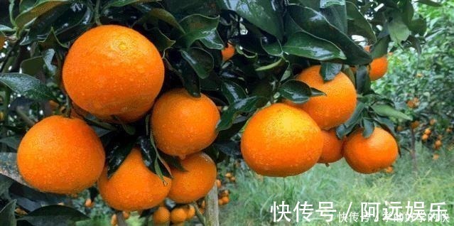 美味|6种美食,建议人到中老年要常吃,营养全面又美味,越吃越健康!