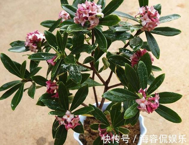 金边瑞香|4种花像“灯笼”,过年养“1盆”在家,很快长成“瀑布”,太美