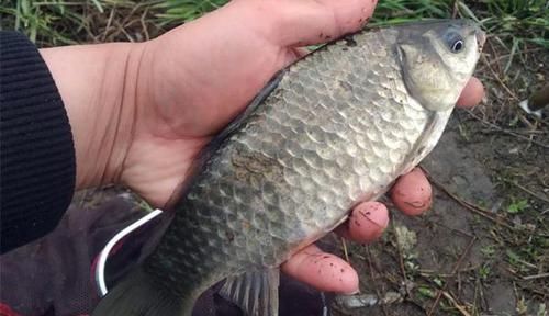 手竿钓鲫鱼经常跑鱼，可以试着这样调整，让中鱼率飙升几倍