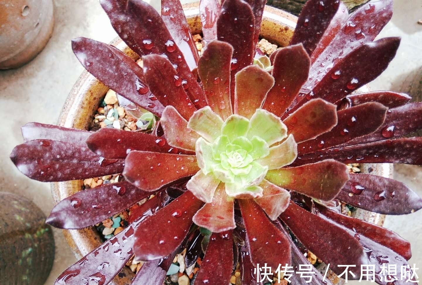 多肉孔雀和赤霞飞长得像吗?不,它们无论是颜色还是叶形都不雷同