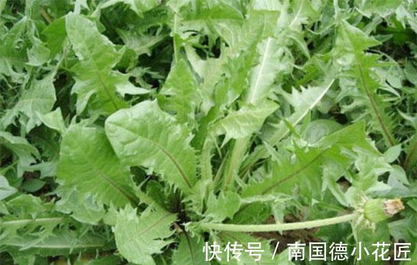 葡萄干|蒲公英和它一起泡水,能够去除肝火、保护肝脏,快试一试吧!