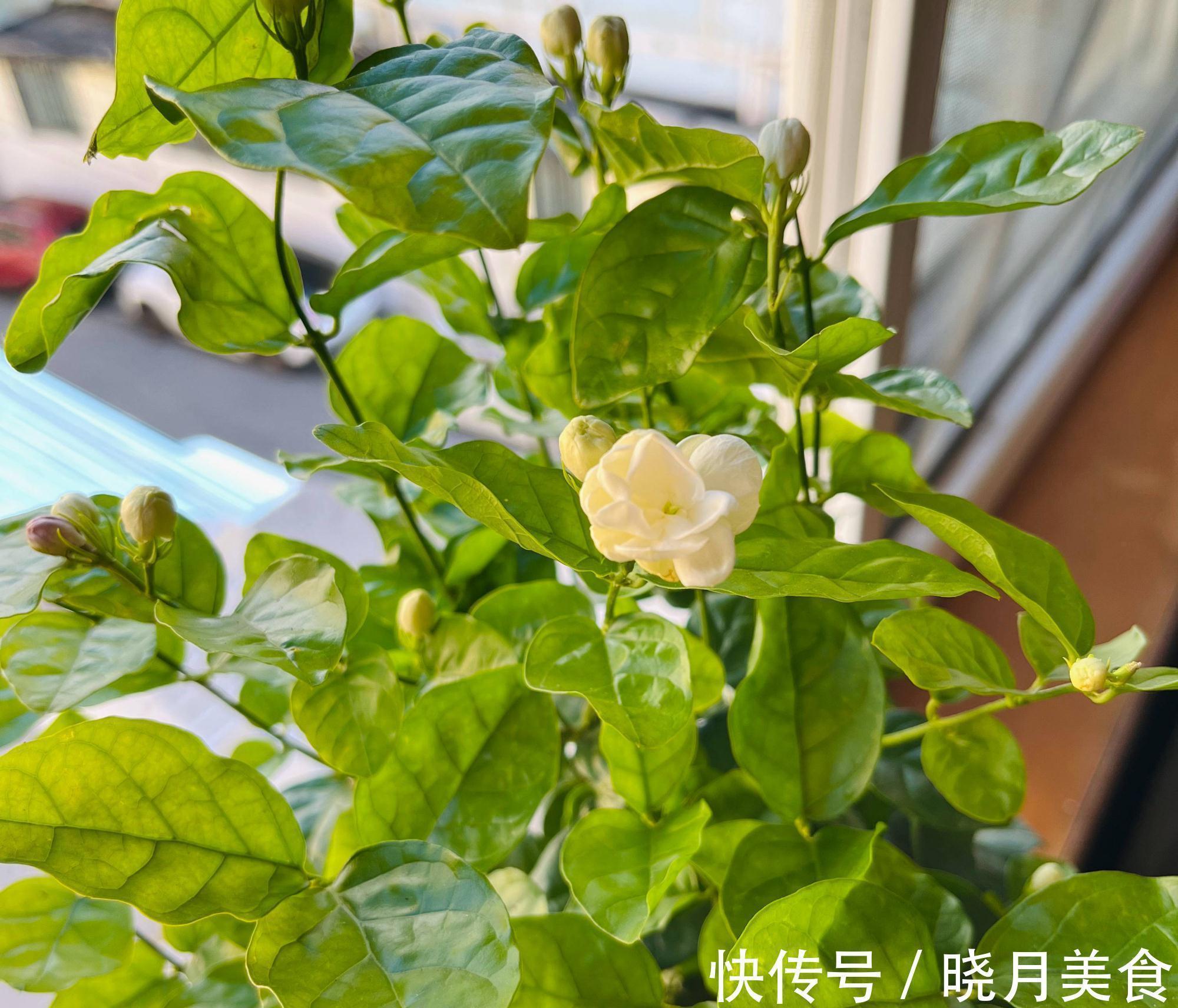 怎样让茉莉开花多?3个细节记住,花量增大、花香型美、灿烂盛开