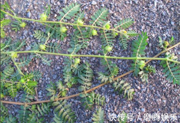 蛇莓|小时候常见又叫不上名的植物,终于知道叫啥了,太全了