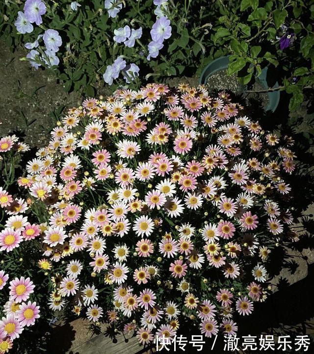 枝条|4种花“趁早”剪,把枝条、叶子全剪了,长得密、开花早