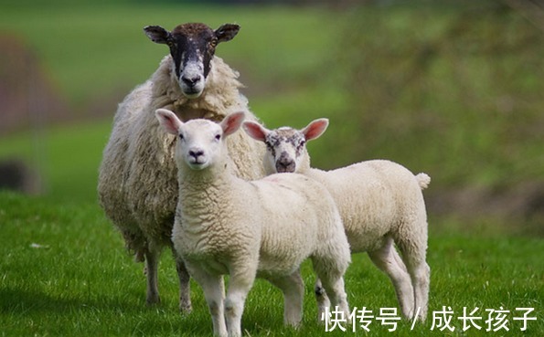 富贵享福|十羊九不全：揭秘79年生肖羊的毕生寿命，过了41岁后什么命？