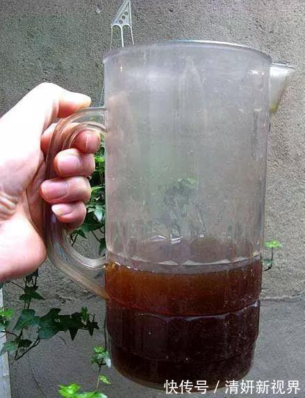 天冷后，吊兰、绿萝埋3种免费东西，再冷也能长成绿窗帘