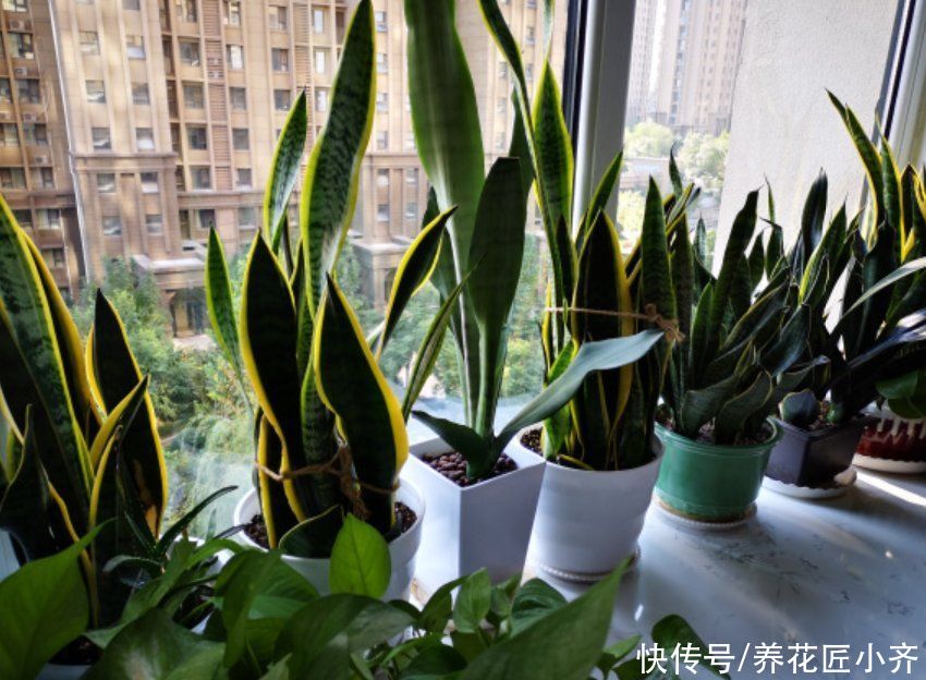 路边能捡到3种“东西”，养花很好用，可以省钱买点花