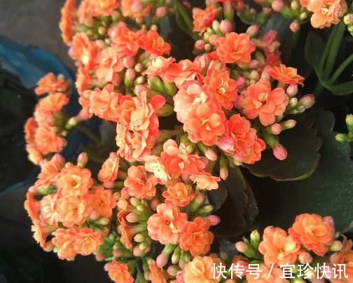 长寿花如何水培教你3个小妙招,水培的长寿花更加旺盛开花还多