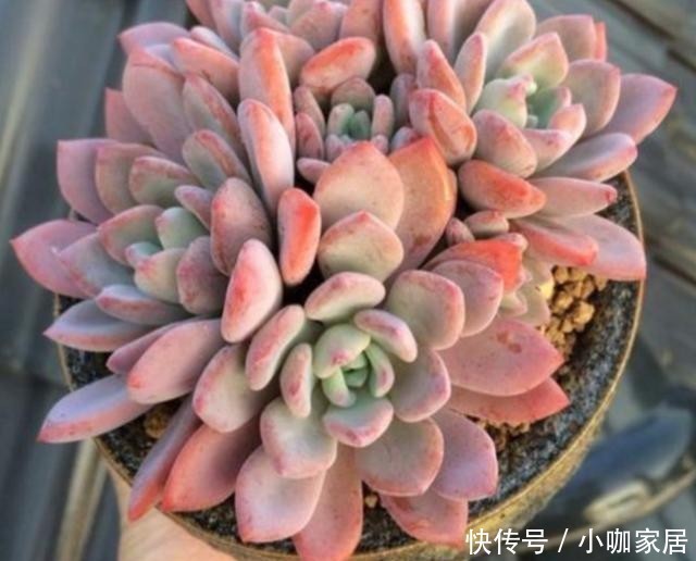 多肉植物|冬季,怎么养护多肉红卷叶上色快?