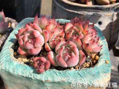 紫乐|多肉大神愿意推荐,新手养起来舒心的5个品种,春季入手正当时