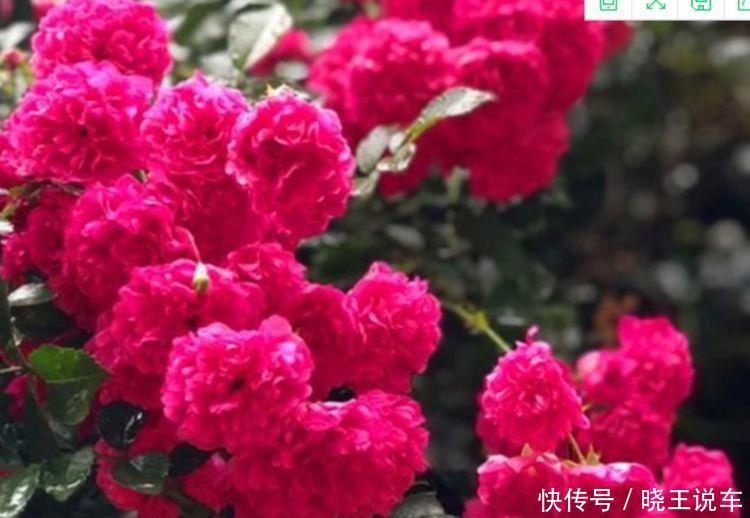 适合庭院养护的几款花，花姿妖娆，阳台开花变温馨小花园